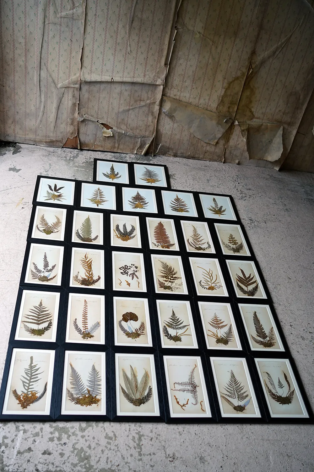 A Large 19thC Group of Thirty-One Framed Botanical Specimens of Ferns