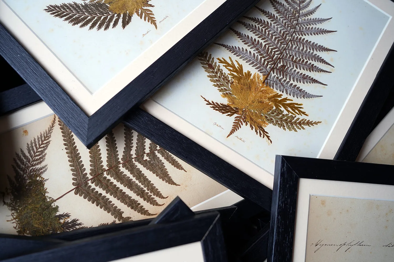 A Large 19thC Group of Thirty-One Framed Botanical Specimens of Ferns