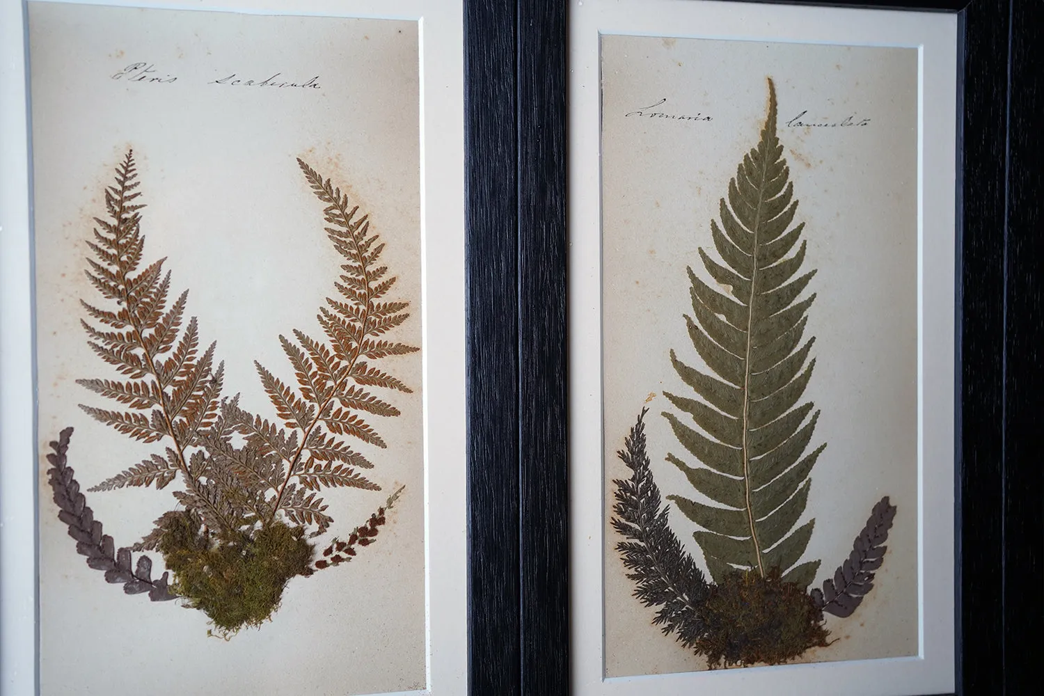 A Large 19thC Group of Thirty-One Framed Botanical Specimens of Ferns