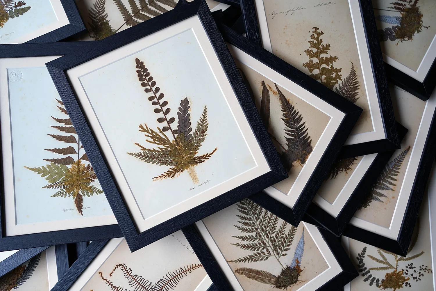 A Large 19thC Group of Thirty-One Framed Botanical Specimens of Ferns