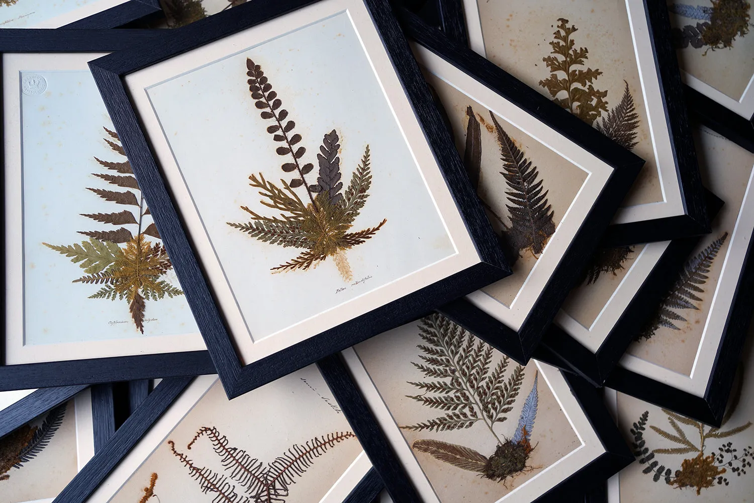 A Large 19thC Group of Thirty-One Framed Botanical Specimens of Ferns