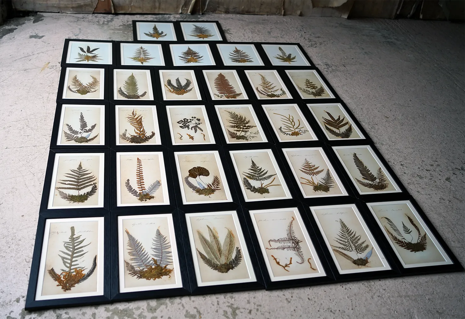 A Large 19thC Group of Thirty-One Framed Botanical Specimens of Ferns