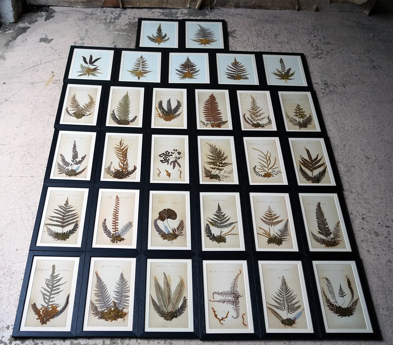 A Large 19thC Group of Thirty-One Framed Botanical Specimens of Ferns