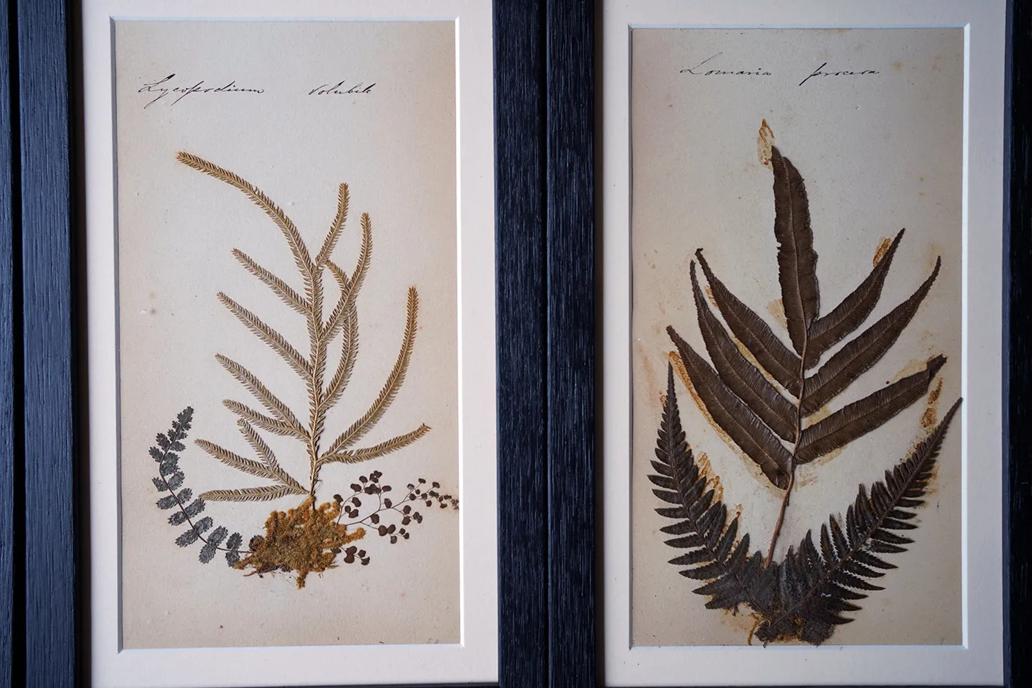 A Large 19thC Group of Thirty-One Framed Botanical Specimens of Ferns