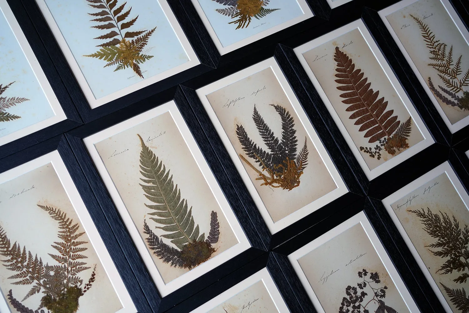 A Large 19thC Group of Thirty-One Framed Botanical Specimens of Ferns