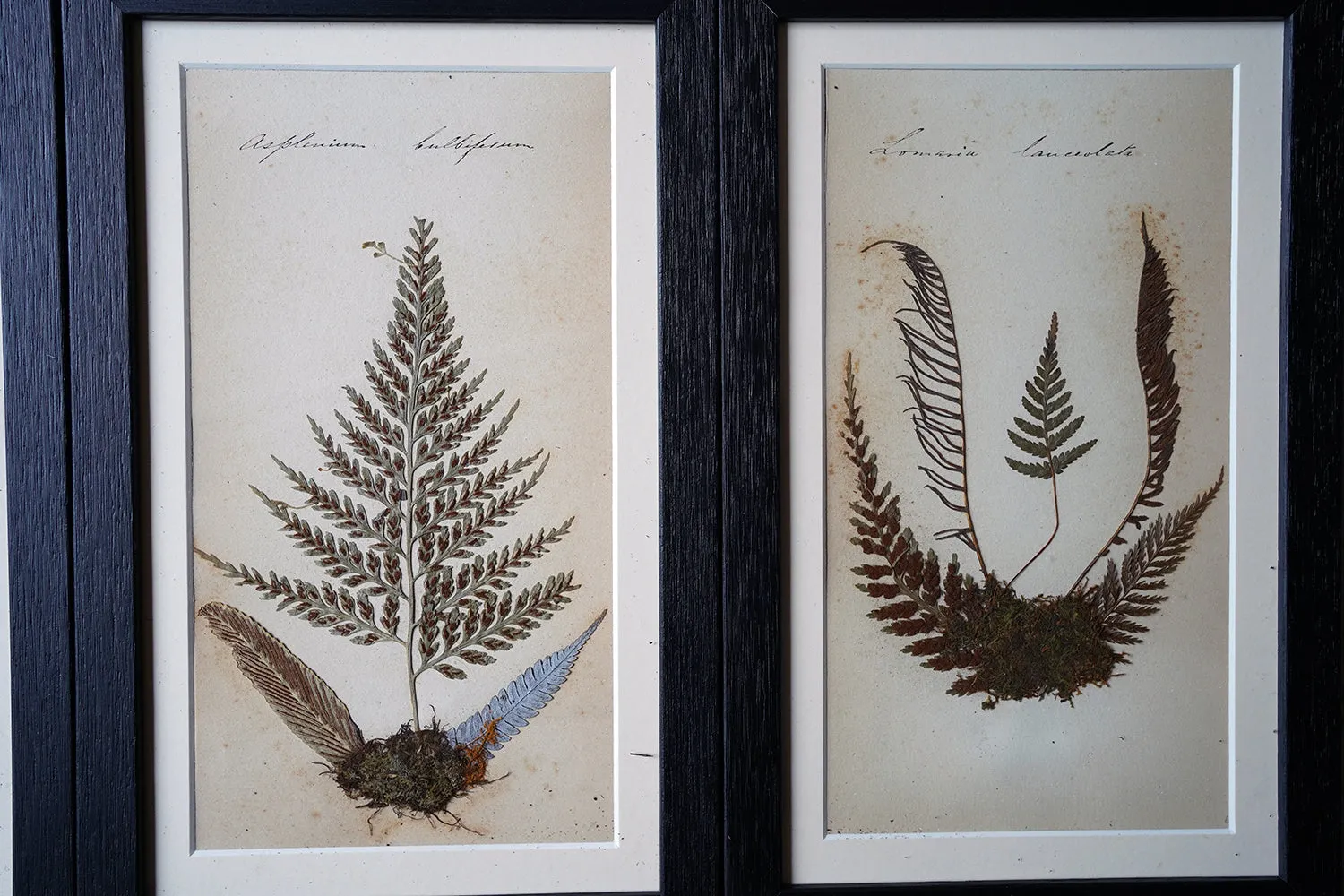 A Large 19thC Group of Thirty-One Framed Botanical Specimens of Ferns