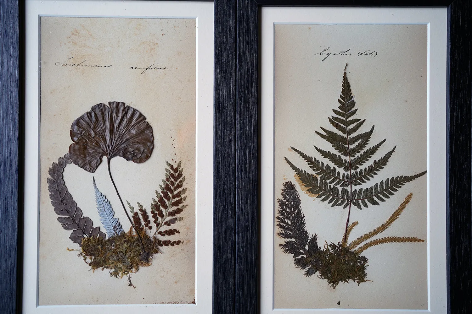 A Large 19thC Group of Thirty-One Framed Botanical Specimens of Ferns