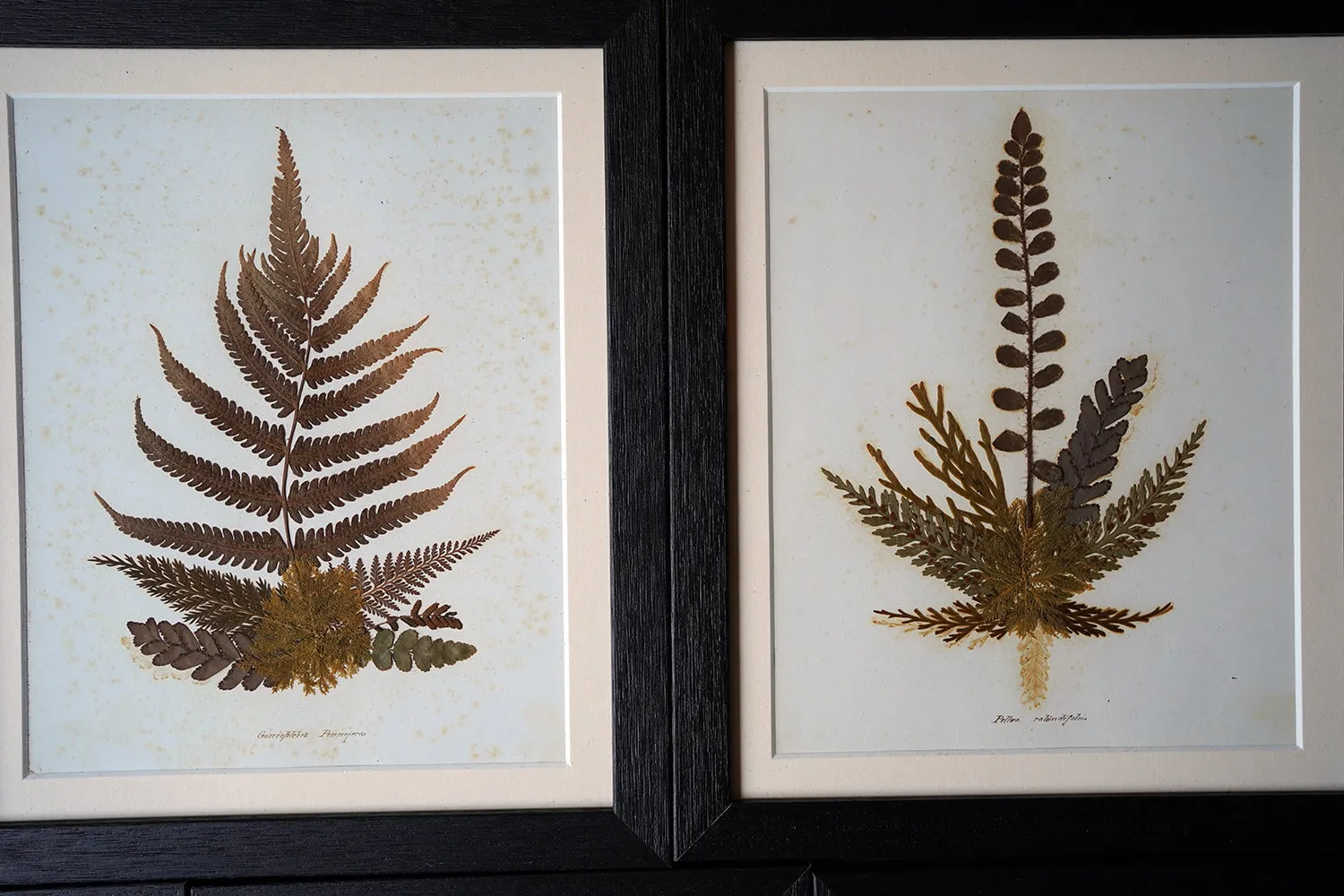 A Large 19thC Group of Thirty-One Framed Botanical Specimens of Ferns