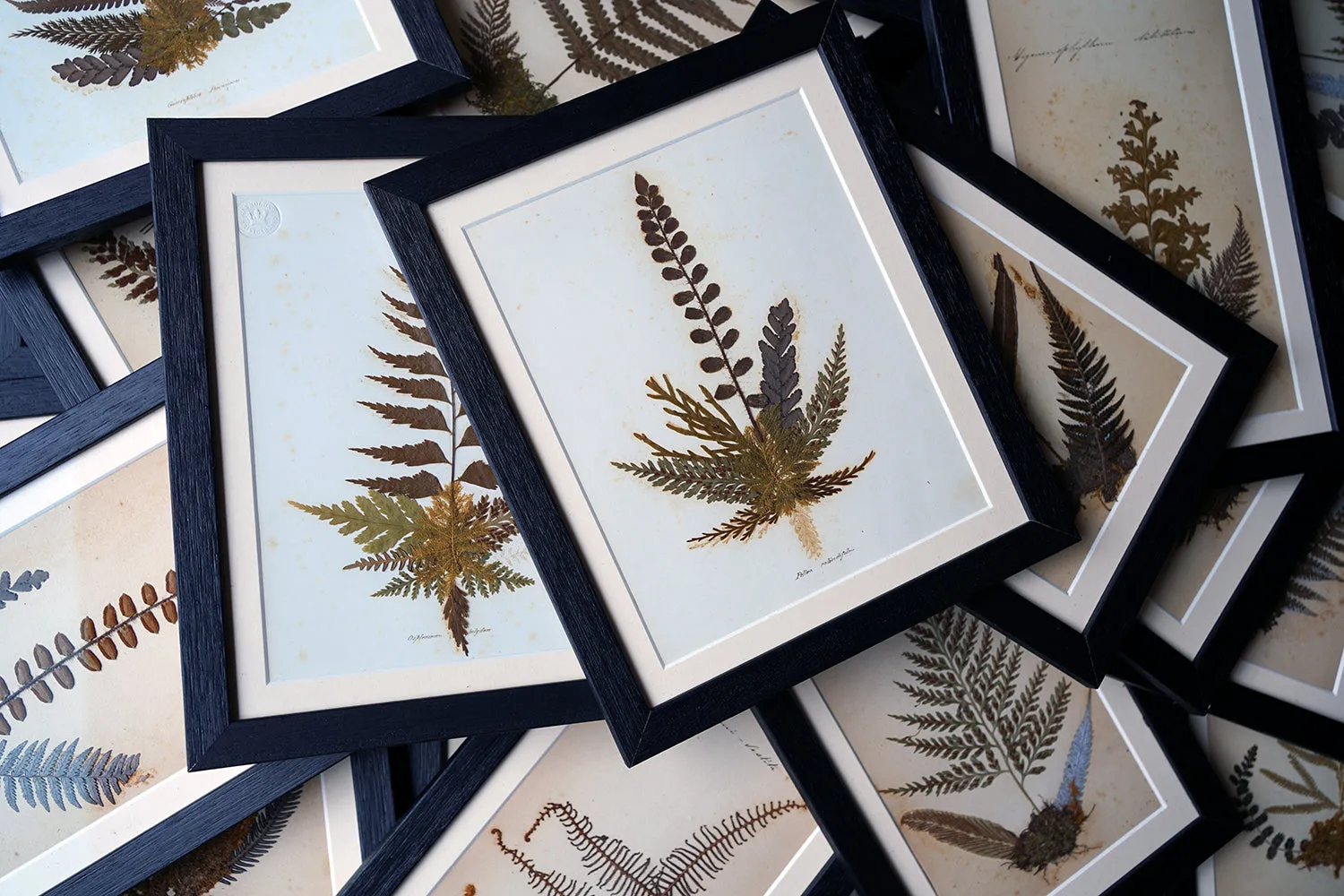 A Large 19thC Group of Thirty-One Framed Botanical Specimens of Ferns