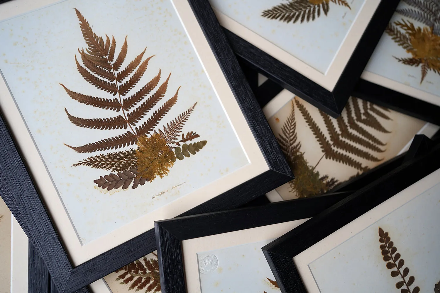 A Large 19thC Group of Thirty-One Framed Botanical Specimens of Ferns