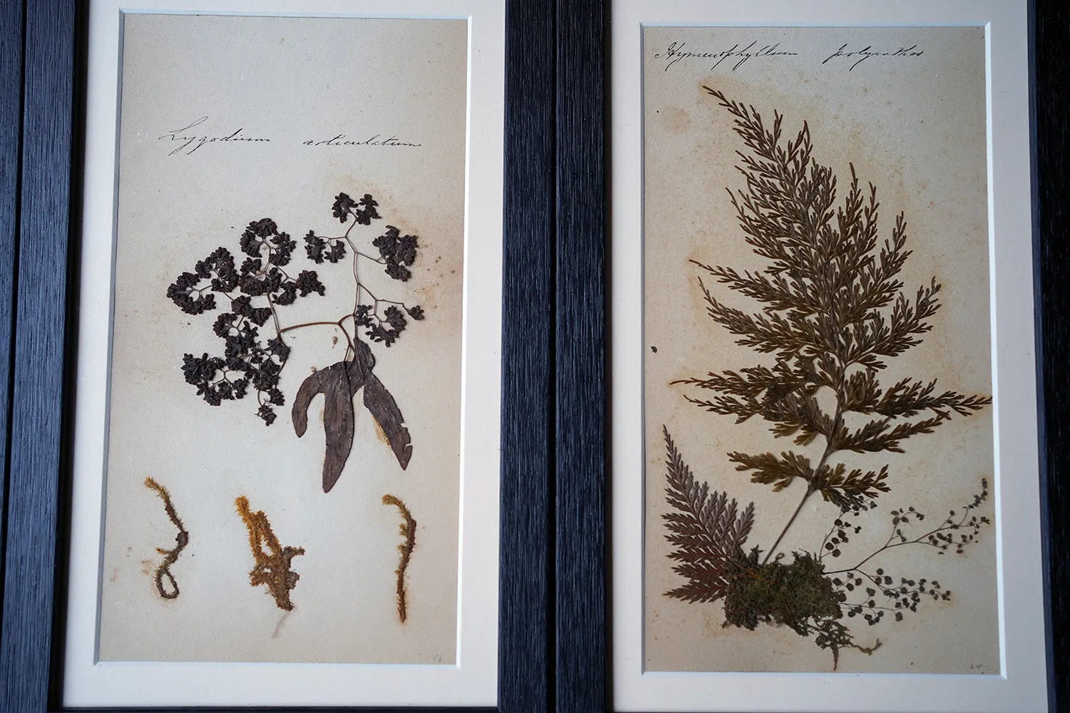 A Large 19thC Group of Thirty-One Framed Botanical Specimens of Ferns