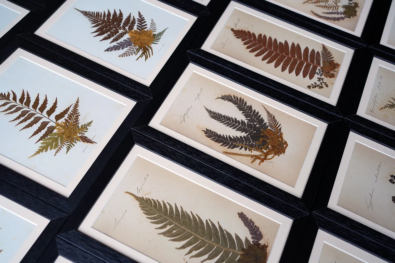 A Large 19thC Group of Thirty-One Framed Botanical Specimens of Ferns