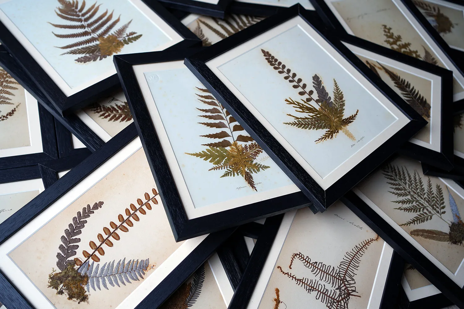 A Large 19thC Group of Thirty-One Framed Botanical Specimens of Ferns