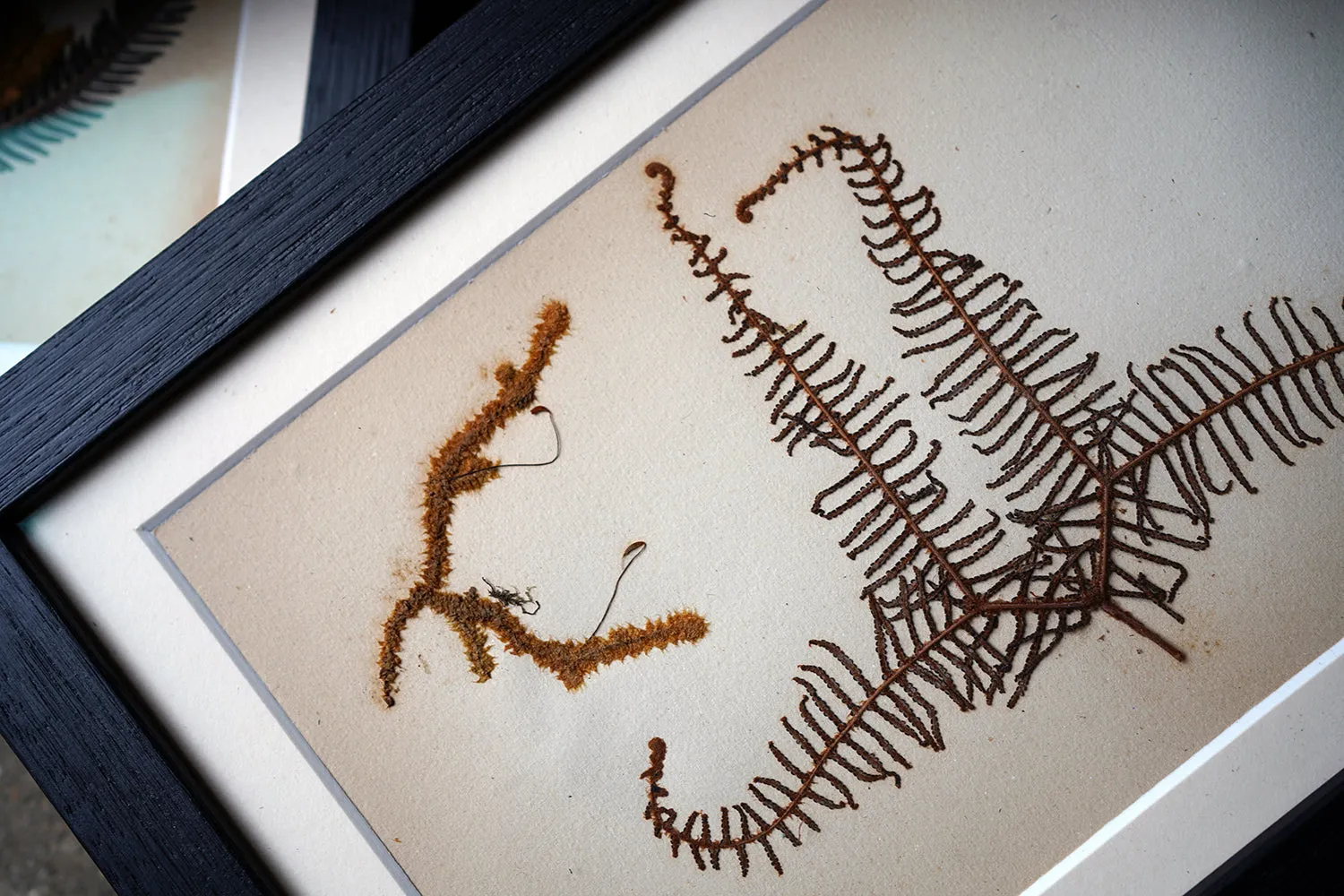 A Large 19thC Group of Thirty-One Framed Botanical Specimens of Ferns