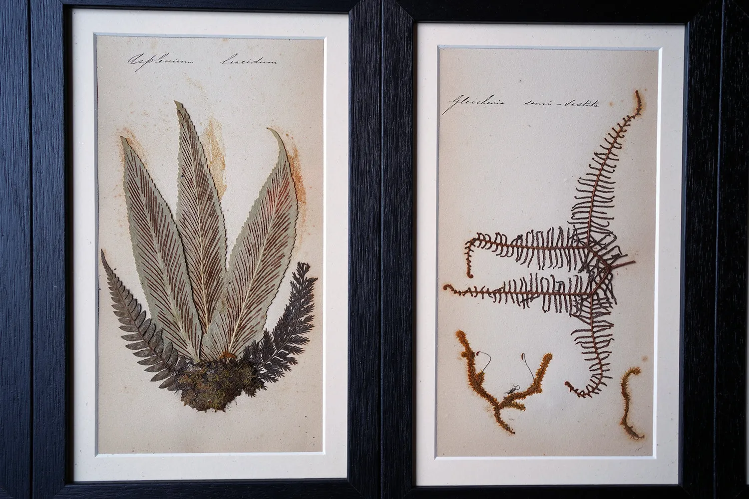 A Large 19thC Group of Thirty-One Framed Botanical Specimens of Ferns