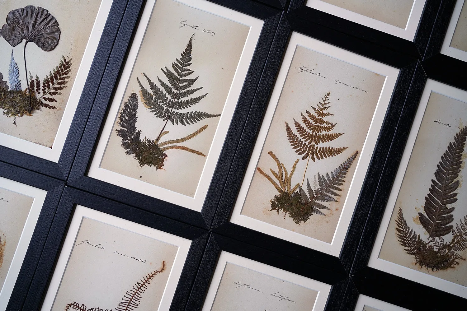 A Large 19thC Group of Thirty-One Framed Botanical Specimens of Ferns