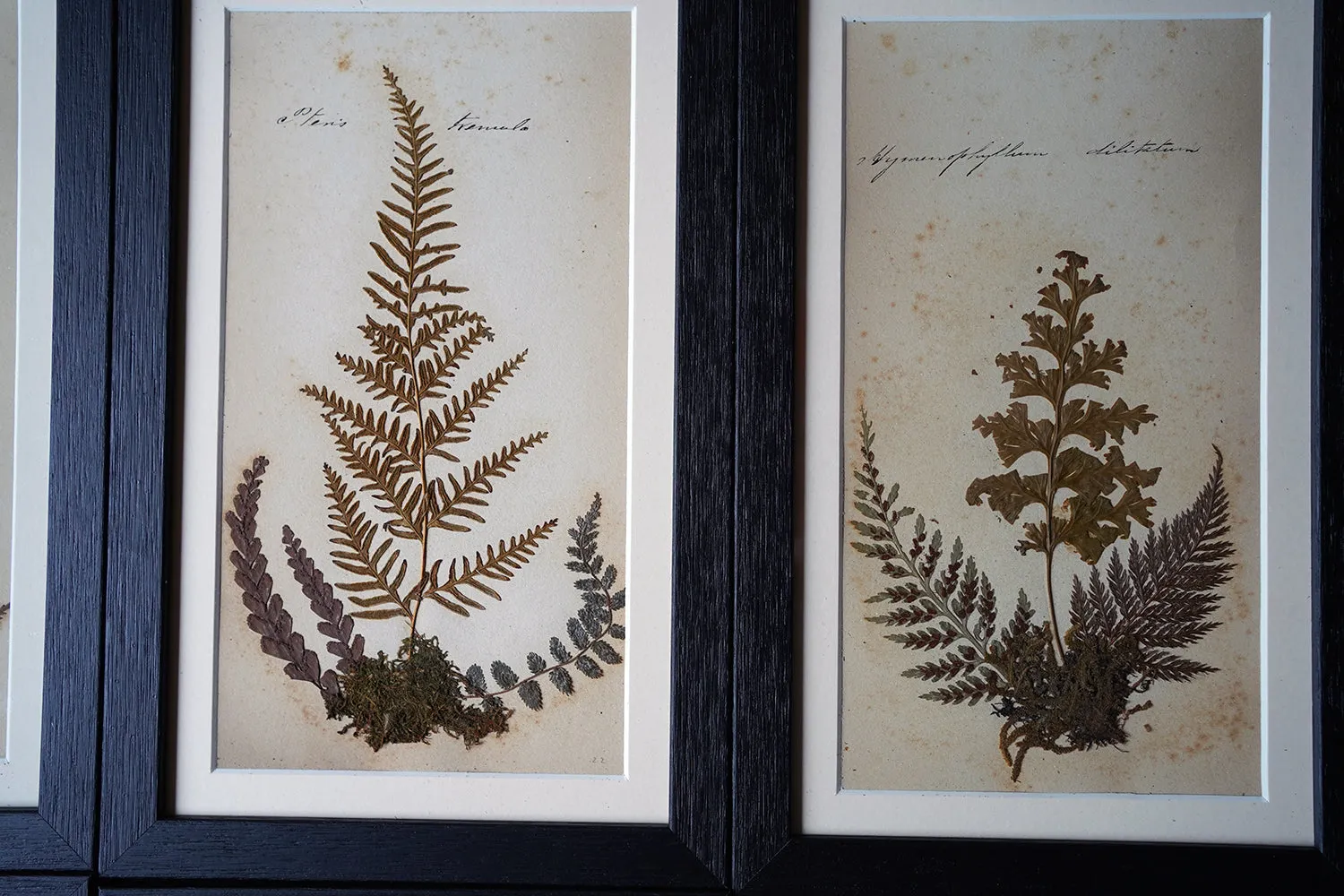 A Large 19thC Group of Thirty-One Framed Botanical Specimens of Ferns