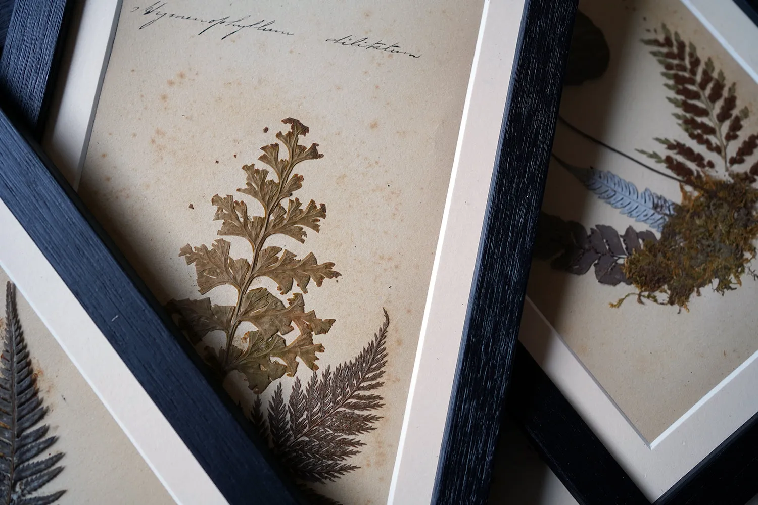 A Large 19thC Group of Thirty-One Framed Botanical Specimens of Ferns