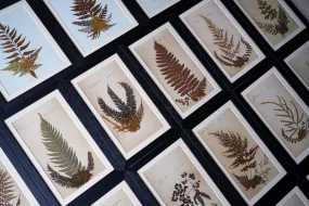 A Large 19thC Group of Thirty-One Framed Botanical Specimens of Ferns