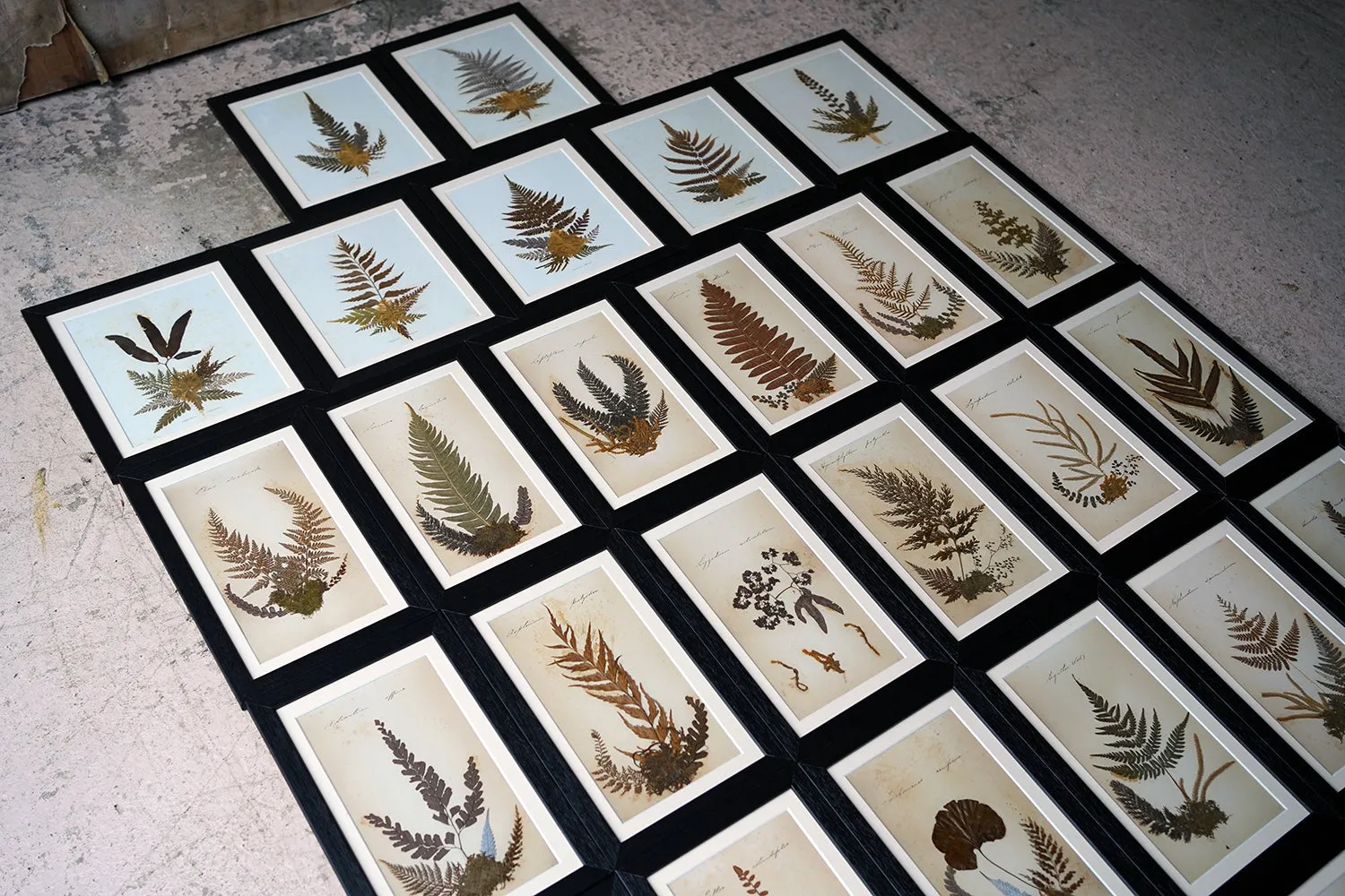 A Large 19thC Group of Thirty-One Framed Botanical Specimens of Ferns