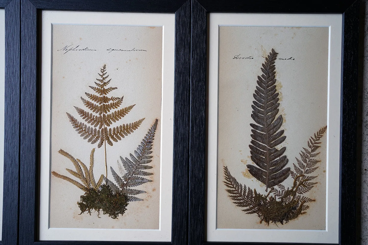 A Large 19thC Group of Thirty-One Framed Botanical Specimens of Ferns