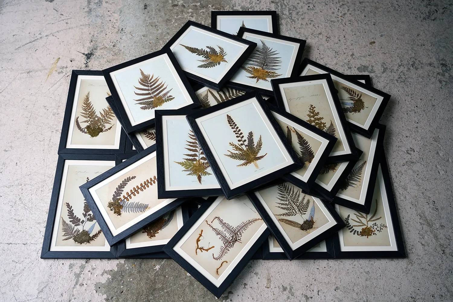 A Large 19thC Group of Thirty-One Framed Botanical Specimens of Ferns