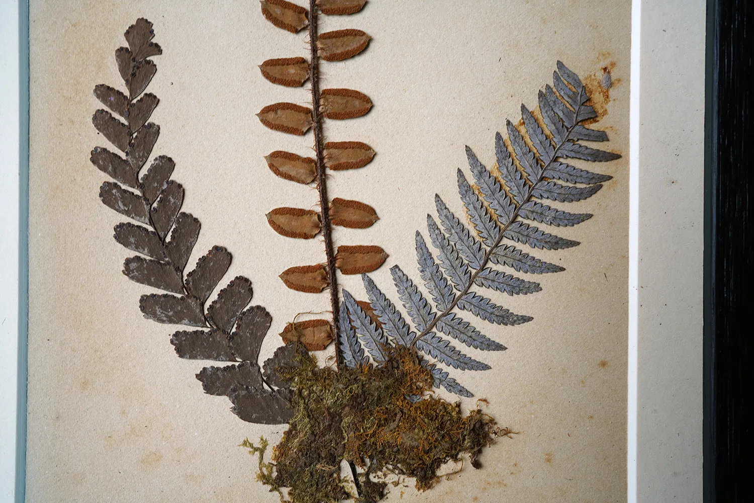 A Large 19thC Group of Thirty-One Framed Botanical Specimens of Ferns