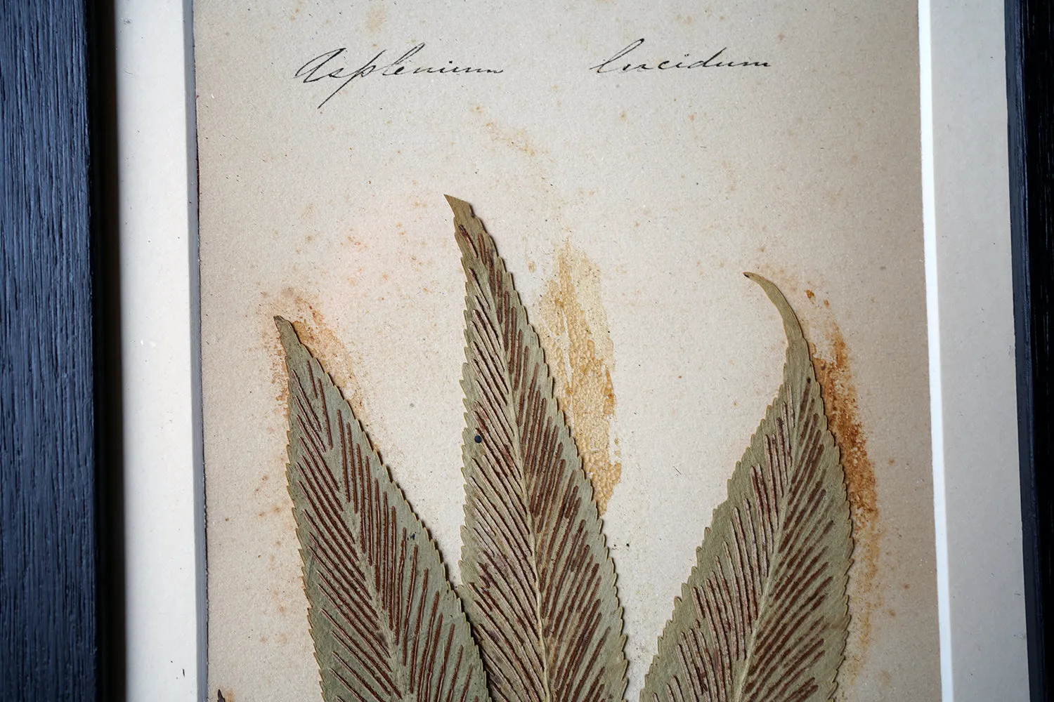 A Large 19thC Group of Thirty-One Framed Botanical Specimens of Ferns