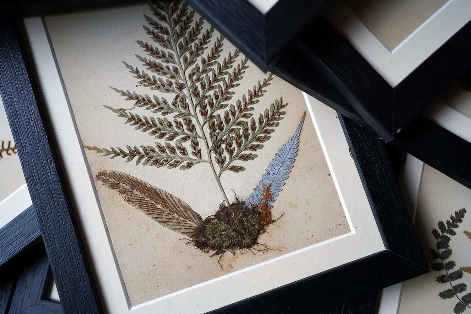 A Large 19thC Group of Thirty-One Framed Botanical Specimens of Ferns