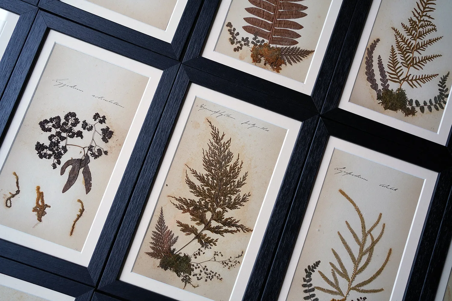 A Large 19thC Group of Thirty-One Framed Botanical Specimens of Ferns