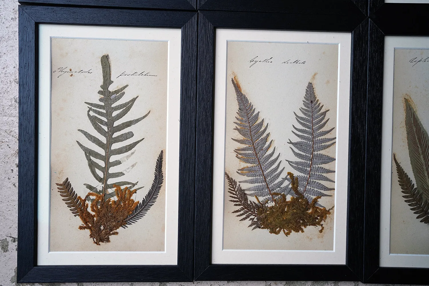 A Large 19thC Group of Thirty-One Framed Botanical Specimens of Ferns