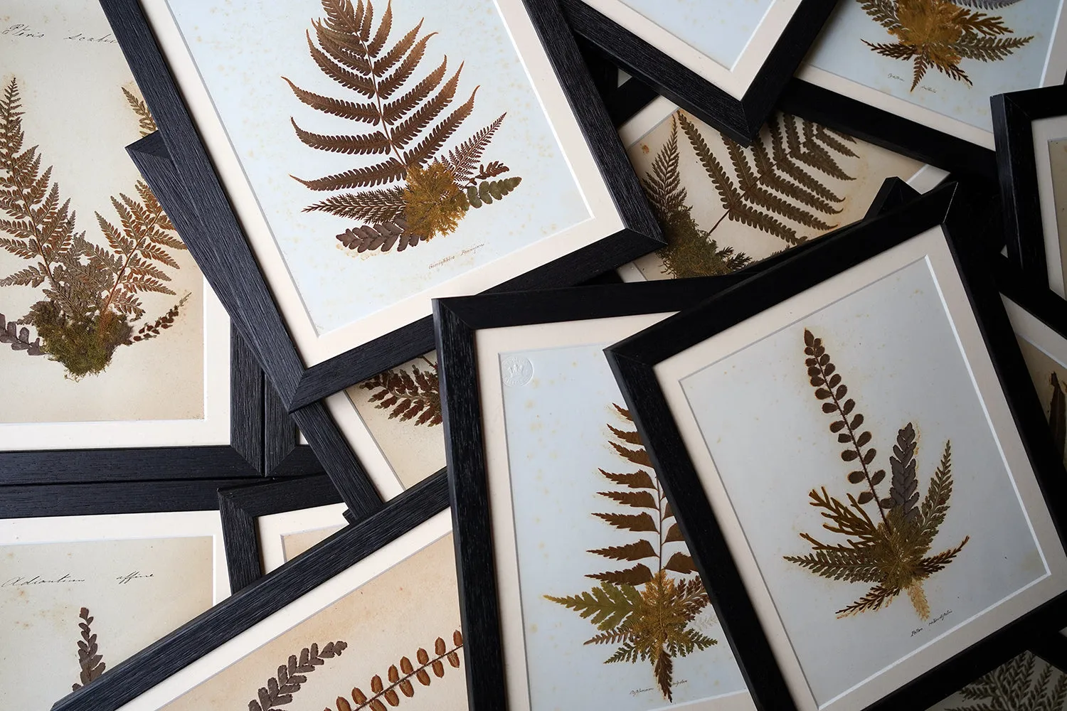 A Large 19thC Group of Thirty-One Framed Botanical Specimens of Ferns