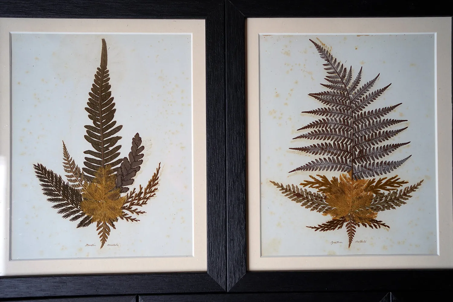 A Large 19thC Group of Thirty-One Framed Botanical Specimens of Ferns