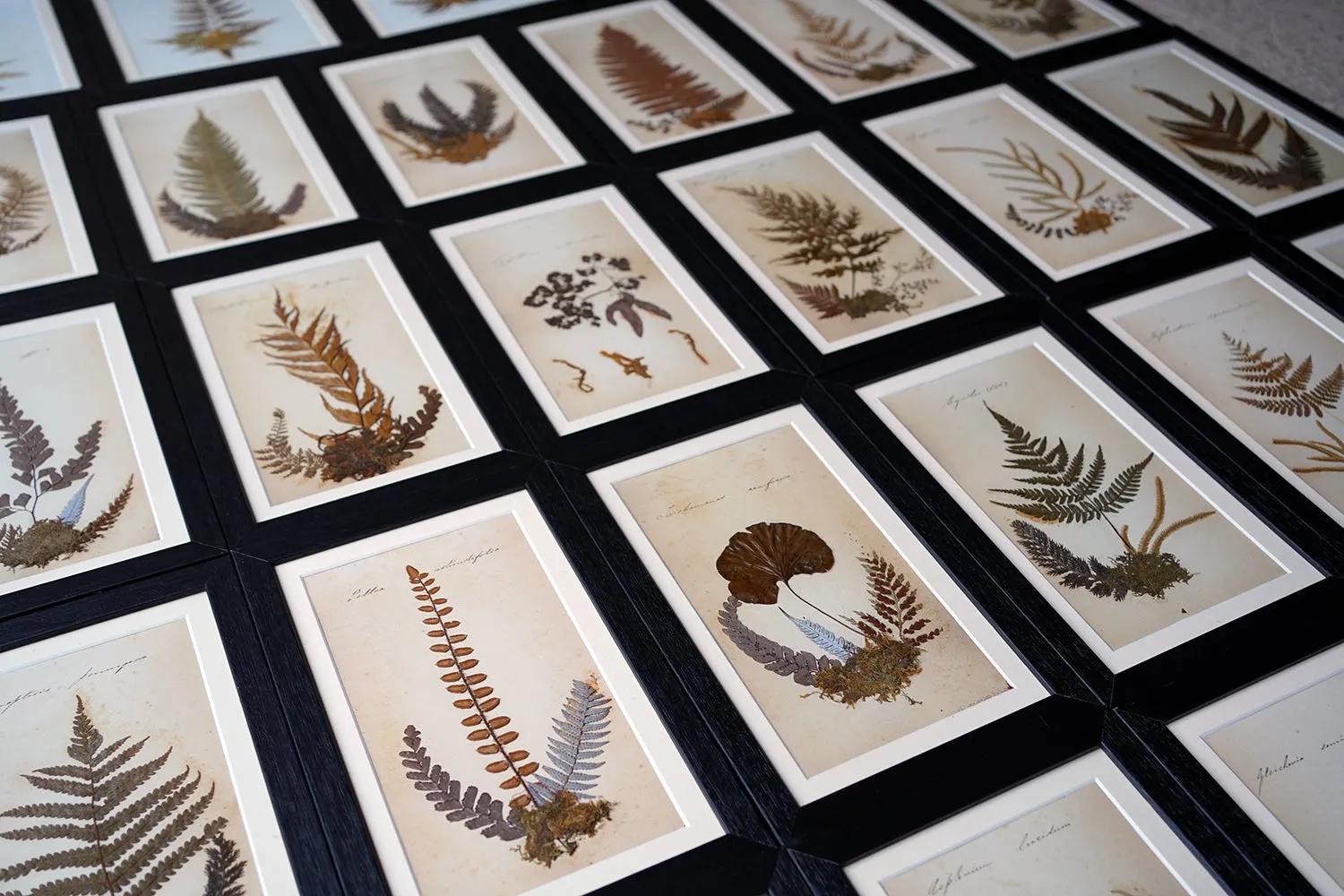 A Large 19thC Group of Thirty-One Framed Botanical Specimens of Ferns