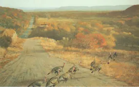 H-50  Turkeys-Road