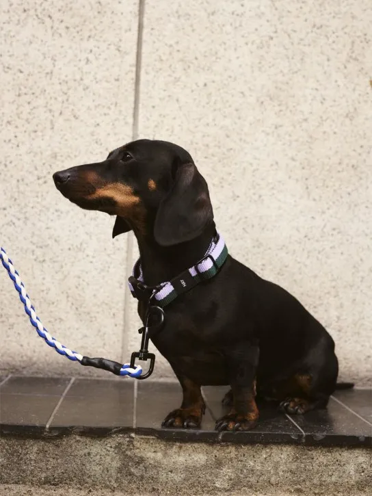 HAY   Braided dog leash 